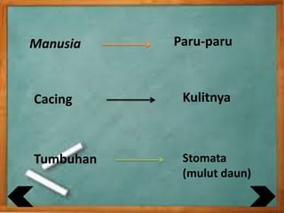Manusia
Cacing
Tumbuhan
Paru-paru
Kulitnya
Stomata
(mulut daun)
 