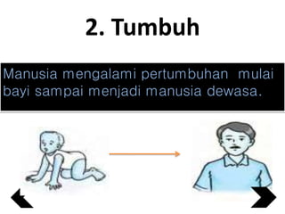 2. Tumbuh
Manusia mengalami pertumbuhan mulai
bayi sampai menjadi manusia dewasa.
 
