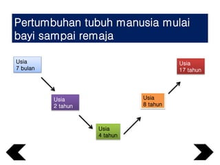 Pertumbuhan tubuh manusia mulai
bayi sampai remaja
Usia
7 bulan
Usia
2 tahun
Usia
4 tahun
Usia
8 tahun
Usia
17 tahun
 