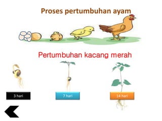 Proses pertumbuhan ayam
Pertumbuhan kacang merah
3 hari 14 hari7 hari
 