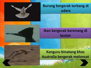 Burung bergerak terbang di
udara
Ikan bergerak berenang di
lautan
Kanguru binatang khas
Australia bergerak meloncat
 