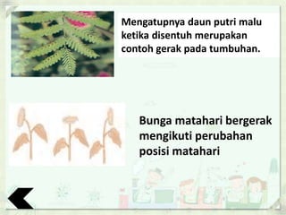 Mengatupnya daun putri malu
ketika disentuh merupakan
contoh gerak pada tumbuhan.
Bunga matahari bergerak
mengikuti perubahan
posisi matahari
 