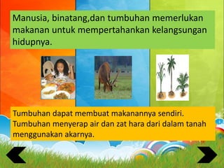 Manusia, binatang,dan tumbuhan memerlukan
makanan untuk mempertahankan kelangsungan
hidupnya.
Tumbuhan dapat membuat makanannya sendiri.
Tumbuhan menyerap air dan zat hara dari dalam tanah
menggunakan akarnya.
 