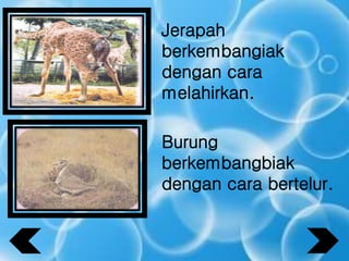 Jerapah
berkembangiak
dengan cara
melahirkan.
Burung
berkembangbiak
dengan cara bertelur.
 