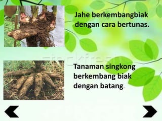 Jahe berkembangbiak
dengan cara bertunas.
Tanaman singkong
berkembang biak
dengan batang.
 
