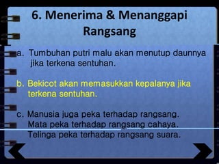 6. Menerima & Menanggapi
Rangsang
a. Tumbuhan putri malu akan menutup daunnya
jika terkena sentuhan.
b. Bekicot akan memasukkan kepalanya jika
terkena sentuhan.
c. Manusia juga peka terhadap rangsang.
Mata peka terhadap rangsang cahaya.
Telinga peka terhadap rangsang suara.
 