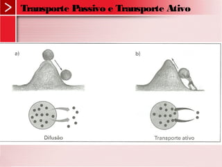 Transporte Passivo e Transporte Ativo
 