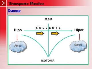 Transporte Passivo
OsmoseOsmose
 