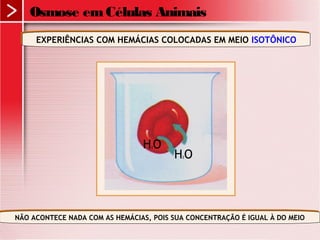 Osmose emCélulas Animais
EXPERIÊNCIAS COM HEMÁCIAS COLOCADAS EM MEIO ISOTÔNICOEXPERIÊNCIAS COM HEMÁCIAS COLOCADAS EM MEIO ISOTÔNICO
NÃO ACONTECE NADA COM AS HEMÁCIAS, POIS SUA CONCENTRAÇÃO É IGUAL À DO MEIONÃO ACONTECE NADA COM AS HEMÁCIAS, POIS SUA CONCENTRAÇÃO É IGUAL À DO MEIO
H2O
H2O
 