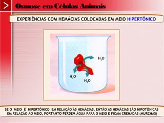 Osmose emCélulas Animais
EXPERIÊNCIAS COM HEMÁCIAS COLOCADAS EM MEIO HIPERTÔNICOEXPERIÊNCIAS COM HEMÁCIAS COLOCADAS EM MEIO HIPERTÔNICO
H2O
SE O MEIO É HIPERTÔNICO EM RELAÇÃO ÀS HEMÁCIAS, ENTÃO AS HEMÁCIAS SÃO HIPOTÔNICAS
EM RELAÇÃO AO MEIO, PORTANTO PERDEM ÁGUA PARA O MEIO E FICAM CRENADAS (MURCHAS)
SE O MEIO É HIPERTÔNICO EM RELAÇÃO ÀS HEMÁCIAS, ENTÃO AS HEMÁCIAS SÃO HIPOTÔNICAS
EM RELAÇÃO AO MEIO, PORTANTO PERDEM ÁGUA PARA O MEIO E FICAM CRENADAS (MURCHAS)
H2O
H2O
 