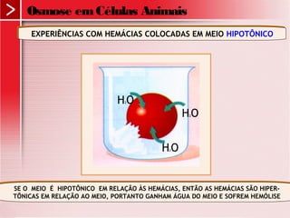 Osmose emCélulas Animais
EXPERIÊNCIAS COM HEMÁCIAS COLOCADAS EM MEIO HIPOTÔNICOEXPERIÊNCIAS COM HEMÁCIAS COLOCADAS EM MEIO HIPOTÔNICO
SE O MEIO É HIPOTÔNICO EM RELAÇÃO ÀS HEMÁCIAS, ENTÃO AS HEMÁCIAS SÃO HIPER-
TÔNICAS EM RELAÇÃO AO MEIO, PORTANTO GANHAM ÁGUA DO MEIO E SOFREM HEMÓLISE
SE O MEIO É HIPOTÔNICO EM RELAÇÃO ÀS HEMÁCIAS, ENTÃO AS HEMÁCIAS SÃO HIPER-
TÔNICAS EM RELAÇÃO AO MEIO, PORTANTO GANHAM ÁGUA DO MEIO E SOFREM HEMÓLISE
H2O
H2O
H2O
 