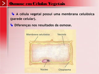 Osmose emCélulas Vegetais
 A célula vegetal possui uma membrana celulósica
(parede celular).
 Diferenças nos resultados da osmose.
 