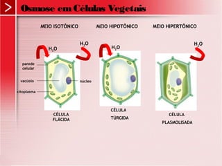 Osmose emCélulas Vegetais
parede
celular
vacúolo
citoplasma
núcleo
CÉLULA
FLÁCIDA
CÉLULA
TÚRGIDA
CÉLULA
PLASMOLISADA
MEIO ISOTÔNICO MEIO HIPOTÔNICO MEIO HIPERTÔNICO
H2O
H2O
H2O
H2O
 