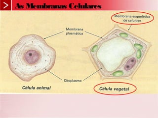As Membranas Celulares
 