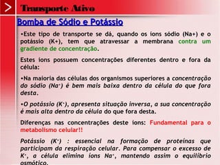 Transporte Ativo
Bomba de Sódio e PotássioBomba de Sódio e Potássio
•Este tipo de transporte se dá, quando os íons sódio (Na+) e o
potássio (K+), tem que atravessar a membrana contra um
gradiente de concentração.
Estes íons possuem concentrações diferentes dentro e fora da
célula:
•Na maioria das células dos organismos superiores a concentração
do sódio (Na+
) é bem mais baixa dentro da célula do que fora
desta.
•O potássio (K+
), apresenta situação inversa, a sua concentração
é mais alta dentro da célula do que fora desta.
Diferenças nas concentrações deste íons: Fundamental para o
metabolismo celular!!
Potássio (K+
) : essencial na formação de proteínas que
participam da respiração celular. Para compensar o excesso de
K+
, a célula elimina íons Na+
, mantendo assim o equilíbrio
 