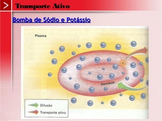 Transporte Ativo
Bomba de Sódio e PotássioBomba de Sódio e Potássio
 