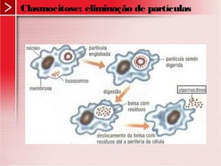 Clasmocitose: eliminação de partículas
 