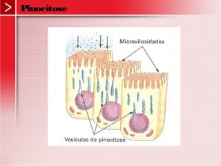 Pinocitose
 