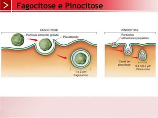 Fagocitose e Pinocitose
 