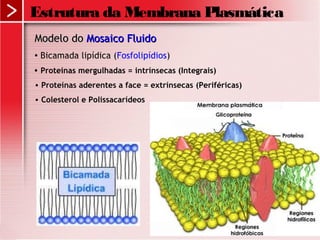 Modelo doModelo do Mosaico FluidoMosaico Fluido
 Bicamada lipídica (Fosfolipídios)
 Proteínas mergulhadas = intrínsecas (Integrais)
• Proteínas aderentes a face = extrínsecas (Periféricas)
• Colesterol e Polissacarídeos
Estrutura da Membrana Plasmática
 