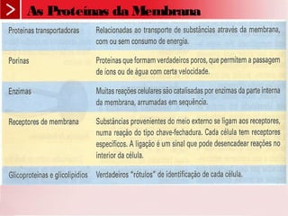 As Proteínas da Membrana
 