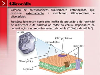 Camada de polissacarídeos frouxamente entrelaçados, que
revestem externamente a membrana. Glicoproteínas e
glicolipídios
Funções: funcionam como uma malha de proteção e de retenção
de nutrientes e de enzimas ao redor da célula, importantes na
comunicação e no reconhecimento da célula (“rótulos da célula”).
Glicocálix
 