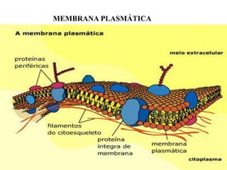 MEMBRANA PLASMÁTICA
 