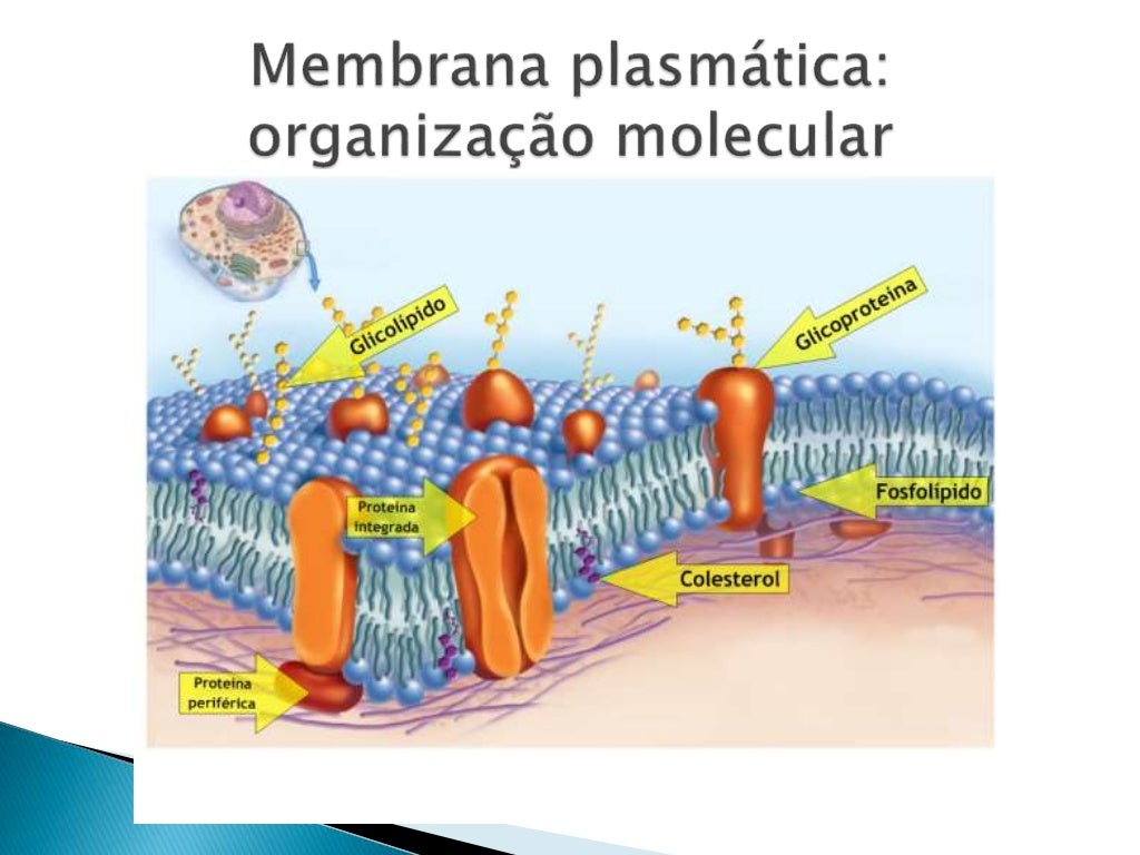 A Membrana Plasmática Caracteriza Se Por Apresentar Uma Permeabilidade Seletiva