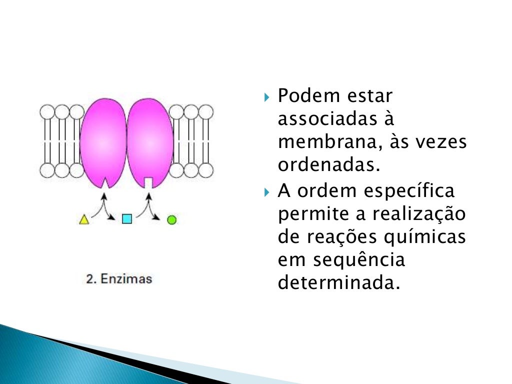 A Membrana Plasmática Caracteriza Se Por Apresentar Uma Permeabilidade Seletiva