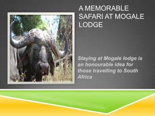 A Memorable safari at mogale lodge Staying at Mogale lodge is an honourable idea for those travelling to South Africa 