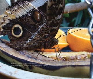 Borboleta: animal símbolo do Feminino
(Foto: Rudy Tiben - retirado do site: http://www.sxc.hu)
Feminino no candomblé_miolo final.indd 24Feminino no candomblé_miolo final.indd 24 28/9/2010 17:37:0128/9/2010 17:37:01
 