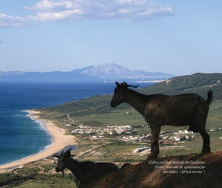 Cabra: animal símbolo do Feminino
(Foto: retirada da apresentação
em slides “África eterna”)
Feminino no candomblé_miolo final.indd 29Feminino no candomblé_miolo final.indd 29 28/9/2010 17:37:0528/9/2010 17:37:05
 
