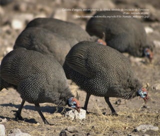 Galinha d’angola, ave originária da África, símbolo da iniciação do Feminino
(Foto: retirada do site:
http://commons.wikimedia.org/wiki/File:Numida_meleagris.jpg)
Feminino no candomblé_miolo final.indd 37Feminino no candomblé_miolo final.indd 37 28/9/2010 17:37:0728/9/2010 17:37:07
 