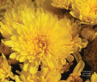 A memória do feminino no candomblé | 45
Crisântemos
para Oxum
(Foto: Ijinlé)
Feminino no candomblé_miolo final.indd 45Feminino no candomblé_miolo final.indd 45 28/9/2010 17:37:1328/9/2010 17:37:13
 