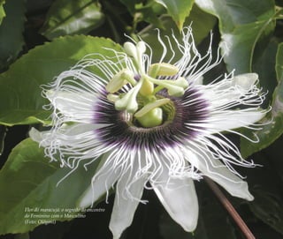 46 | Ruy do Carmo Póvoas
Flor do maracujá: o segredo do encontro
do Feminino com o Masculino
(Foto: Olõgoni)
Feminino no candomblé_miolo final.indd 46Feminino no candomblé_miolo final.indd 46 28/9/2010 17:37:1428/9/2010 17:37:14
 