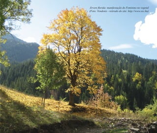 A memória do feminino no candomblé | 49
Árvore ﬂorida: manifestação do Feminino no vegetal
(Foto: Vendenis - retirado do site: http://www.sxc.hu)
Feminino no candomblé_miolo final.indd 49Feminino no candomblé_miolo final.indd 49 28/9/2010 17:37:2028/9/2010 17:37:20
 