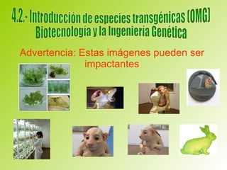 Advertencia: Estas imágenes pueden ser impactantes 4.2.- Introducción de especies transgénicas (OMG) Biotecnología y la Ingeniería Genética 