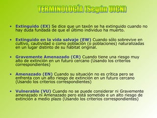 Extinguido (EX)  Se dice que un taxón se ha extinguido cuando no hay duda fundada de que el último individuo ha muerto. Extinguido en la vida salvaje (EW)  Cuando sólo sobrevive en cultivo, cautividad o como población (o poblaciones) naturalizadas en un lugar distinto de su hábitat original. Gravemente Amenazado (CR)  Cuando tiene una riesgo muy alto de extinción en un futuro cercano (Usando los criterios correspondientes) Amenazado (EN)  Cuando su situación no es crítica pero se enfrenta con un alto riesgo de extinción en un futuro cercano (Usando los criterios correspondientes) Vulnerable (VU)  Cuando no se puede considerar ni Gravemente amenazado ni Amenazado pero está sometido e un alto riesgo de extinción a medio plazo (Usando los criterios correspondientes)   TERMINOLOGÍA (Según UICN) 