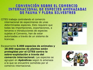 CITES trabaja controlando el comercio internacional de especimenes de unas determinadas especies. Esto requiere que todas las importaciones, exportaciones, a terceros e introducciones de especies sujetas al Convenio, han de estar autorizadas a través de un sistema de licencias. Escasamente  5.000 especies de animales y 28.000 especies de plantas están protegidas por el CITES contra la sobre-explotación a través del comercio internacional.  Las especies se agrupan en  Apéndices  según lo amenaza a la que se encuentre sometida por el comercio internacional. CONVENCIÓN SOBRE EL COMERCIO INTERNACIONAL DE ESPECIES AMENAZADAS DE FAUNA Y FLORA SILVESTRES 