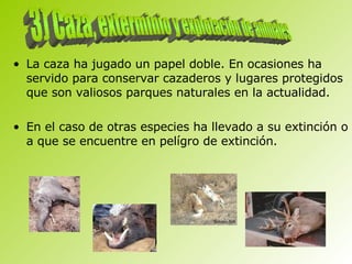 La caza ha jugado un papel doble. En ocasiones ha servido para conservar cazaderos y lugares protegidos que son valiosos parques naturales en la actualidad. En el caso de otras especies ha llevado a su extinción o a que se encuentre en pelígro de extinción.   3) Caza, exterminio y explotación de animales 
