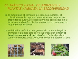 EL TRÁFICO ILEGAL DE ANIMALES Y PLANTAS AMENAZA LA BIODIVERSIDAD En la actualidad el comercio de especies exóticas, el coleccionismo, la captura de especies con supuestas propiedades curativas (especialmente apreciadas en la farmacopea china), el turismo masivo, etc. amenaza a muy distintas especies. La actividad económica que genera el comercio ilegal de animales y plantas sólo se ve superada por el  tráfico ilegal de armas y el narcotráfico . De hecho, dicho comercio reporta unos 20.000 millones de dólares al año. 