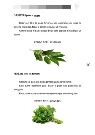 10
LOUREIRO para a caspa
Botar nun litro de auga fervendo tres culleradas de follas de
loureiro trituradas, tapar e deixar repousar 25 minutos.
Cando estea frío xa se pode botar pola cabeza e masaxear un
pouco.
PEDRO ROEL ALVARIÑO
PEREXIL para os insectos
Collemos o perexil e esmagámolo ata sacarlle zume.
Este zume botámolo para aliviar o picor das picaduras de
mosquito.
Este zume actúa tamén como repelente para os mosquitos.
PEDRO ROEL ALVARIÑO
 