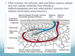 Anatomy and physiology of spleen with surgical implications .pptx