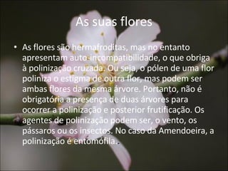 As suas flores As flores são hermafroditas, mas no entanto apresentam auto-incompatibilidade, o que obriga à polinização cruzada. Ou seja, o pólen de uma flor poliniza o estigma de outra flor, mas podem ser ambas flores da mesma árvore. Portanto, não é obrigatória a presença de duas árvores para ocorrer a polinização e posterior frutificação. Os agentes de polinização podem ser, o vento, os pássaros ou os insectos. No caso da Amendoeira, a polinização é entomófila. . 