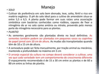  SOLO
 Cultivar de preferência em solo bem drenado, leve, solto, fértil e rico em
matéria orgânica. O pH do solo ideal para o cultivo de amendoim situa-se
entre 5,5 e 6,5. A planta pode formar em suas raízes uma associação
simbiótica com bactérias conhecidas como rizóbios, capazes de fixar o
nitrogênio do ar no solo como amônia ou nitrato, provendo pelo menos
parte do nitrogênio necessário para as plantas.
 PLANTIO
 As sementes geralmente são plantadas direto no local definitivo. As
sementes também podem ser plantadas em pequenos vasos ou copinhos
de papel jornal com 10 cm de altura. As mudas são transplantadas quando
têm de 10 a 15 cm de altura.
 A semeadura pode ser feita manualmente, por tração animal ou mecânica,
mantendo a profundidade no máximo em 5 cm
 O arranjo espacial da cultura no campo deverá considerar a cultivar, uma
vez que cada variedade tem um comportamento de crescimento diferente
O espaçamento recomendado é de 15 a 30 cm entre as plantas e de 60 a
80 cm entre as linhas de plantio.
 