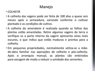 COLHEITA
A colheita das vagens pode ser feita de 100 dias a quase seis
meses após a semeadura, variando conforme o cultivar
plantado e as condições de cultivo.
A colheita do amendoim é realizada quando as folhas das
plantas estão amareladas. Retire algumas vagens da terra e
verifique se a parte interna da vagem apresenta veios mais
escuros, o que indica que estão maduras e prontas para a
colheita.
Em pequenas propriedades, normalmente utiliza-se a mão-
de-obra familiar nas operações de colheita e pós-colheita.
Após o arranquio manual, as plantas são enleiradas
para secagem de modo a reduzir a umidade das sementes.
 
