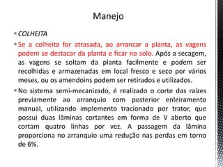 COLHEITA
Se a colheita for atrasada, ao arrancar a planta, as vagens
podem se destacar da planta e ficar no solo. Após a secagem,
as vagens se soltam da planta facilmente e podem ser
recolhidas e armazenadas em local fresco e seco por vários
meses, ou os amendoins podem ser retirados e utilizados.
No sistema semi-mecanizado, é realizado o corte das raízes
previamente ao arranquio com posterior enleiramento
manual, utilizando implemento tracionado por trator, que
possui duas lâminas cortantes em forma de V aberto que
cortam quatro linhas por vez. A passagem da lâmina
proporciona no arranquio uma redução nas perdas em torno
de 6%.
 