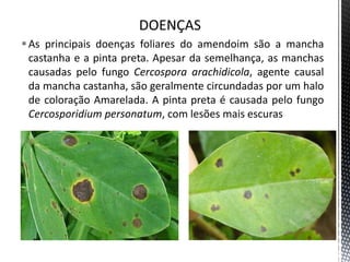 As principais doenças foliares do amendoim são a mancha
castanha e a pinta preta. Apesar da semelhança, as manchas
causadas pelo fungo Cercospora arachidicola, agente causal
da mancha castanha, são geralmente circundadas por um halo
de coloração Amarelada. A pinta preta é causada pelo fungo
Cercosporidium personatum, com lesões mais escuras
 
