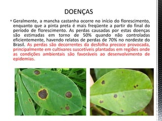  Geralmente, a mancha castanha ocorre no início do florescimento,
enquanto que a pinta preta é mais freqüente a partir do final do
período de florescimento. As perdas causadas por estas doenças
são estimadas em torno de 50% quando não controladas
eficientemente, havendo relatos de perdas de 70% no nordeste do
Brasil. As perdas são decorrentes da desfolha precoce provocada,
principalmente em cultivares suscetíveis plantadas em regiões onde
as condições ambientais são favoráveis ao desenvolvimento de
epidemias.
 