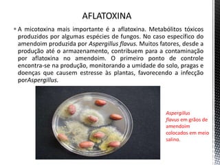  A micotoxina mais importante é a aflatoxina. Metabólitos tóxicos
produzidos por algumas espécies de fungos. No caso específico do
amendoim produzida por Aspergillus flavus. Muitos fatores, desde a
produção até o armazenamento, contribuem para a contaminação
por aflatoxina no amendoim. O primeiro ponto de controle
encontra-se na produção, monitorando a umidade do solo, pragas e
doenças que causem estresse às plantas, favorecendo a infecção
porAspergillus.
Aspergillus
flavus em grãos de
amendoim
colocados em meio
salino.
 